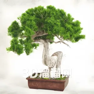 Bonsai