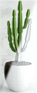 Cactus euphorbia ingens
