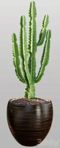 Cactus euphorbia ingens