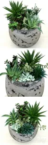 Pots with plants succulents