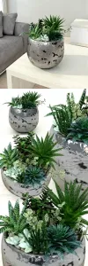 Pots with plants succulents
