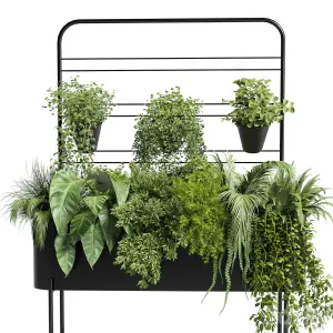 Collection Indoor plant