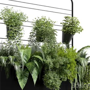 Collection Indoor plant