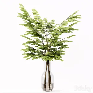 Collection Indoor Plants