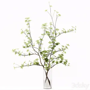 Collection Indoor Plants