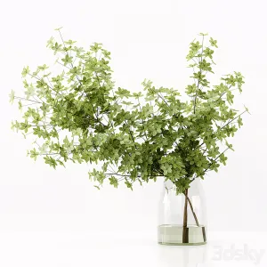 Collection Indoor Plants