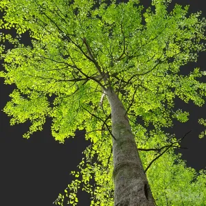 European beech
