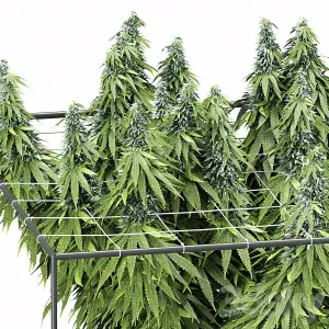 FLOWER PACK Cannabis