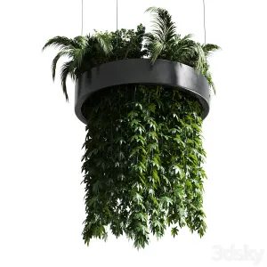 Hanging plant indoor plant