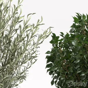 Houseplants collection