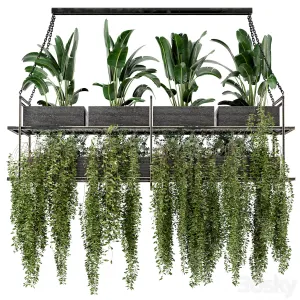 Indoor Hanging Plants in Metal Box Set