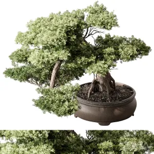 Indoor Plant Bonsai Plant