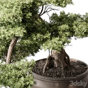 Indoor Plant Bonsai Plant