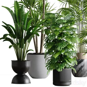 Indoor plant set