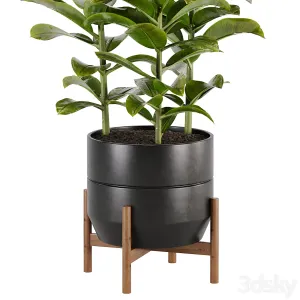 Indoor plant Set