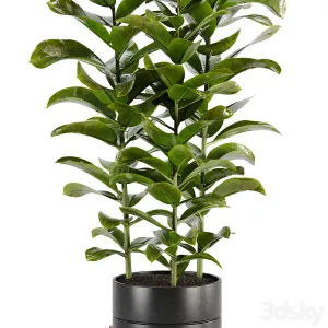Indoor plant Set