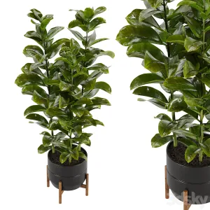 Indoor plant Set