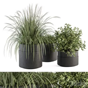 Indoor Plant Set Plants Set in Pot