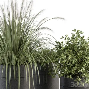 Indoor Plant Set Plants Set in Pot