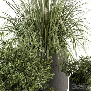 Indoor Plant Set Plants Set in Pot