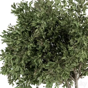 Indoor Plant Set Tree Plant Set in Black pot