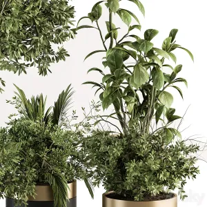 Indoor Plant Set Tree Plant Set in pot