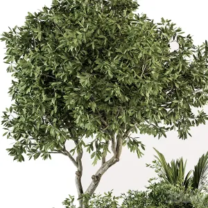 Indoor Plant Set Tree Plant Set in pot