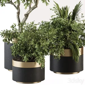 Indoor Plant Set Tree Plant Set in pot