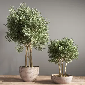 Indoor plant stand