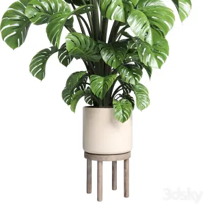 Indoor plant wood vase pot plant monstera