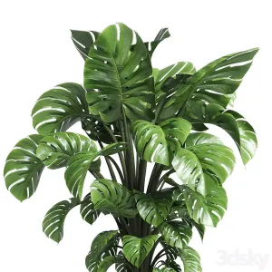 Indoor plant wood vase pot plant monstera
