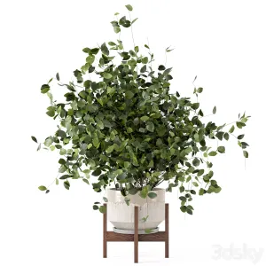 Indoor Plants in rusty Concrete Pot Set 3