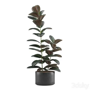 Indoor Plants Pack