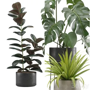 Indoor Plants Pack