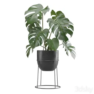 Indoor Plants Pack