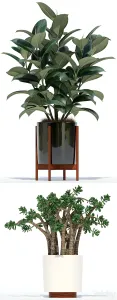 Plants collection Modernica pots
