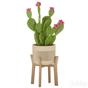 Prickly Cactus Set