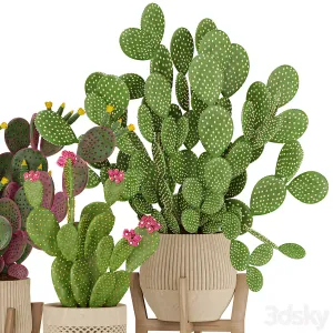 Prickly Cactus Set