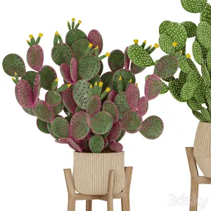 Prickly Cactus Set