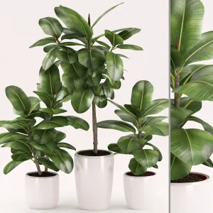 Rubber plants with ceramic pot