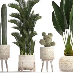 Collection of plants in white modern baskets