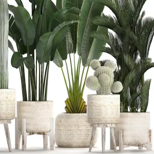 Collection of plants in white modern baskets