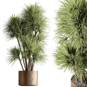 Indoor Plant Yuka Plants