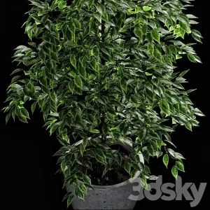 Ficus benjamina