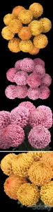 Chrysanthemum