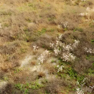 Dry meadow