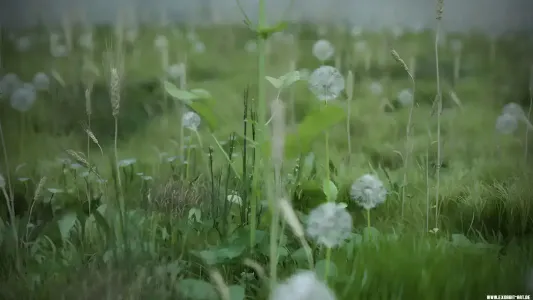 Exorbitart real ground plants ir