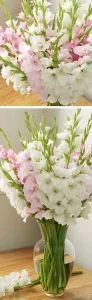 Gladiolus
