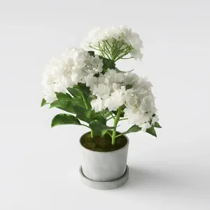 Hydrangea 2