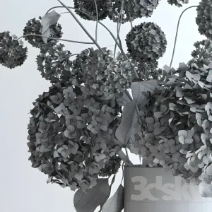 Hydrangeas viburnum